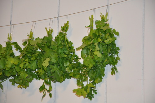 Garden Herbs Drying