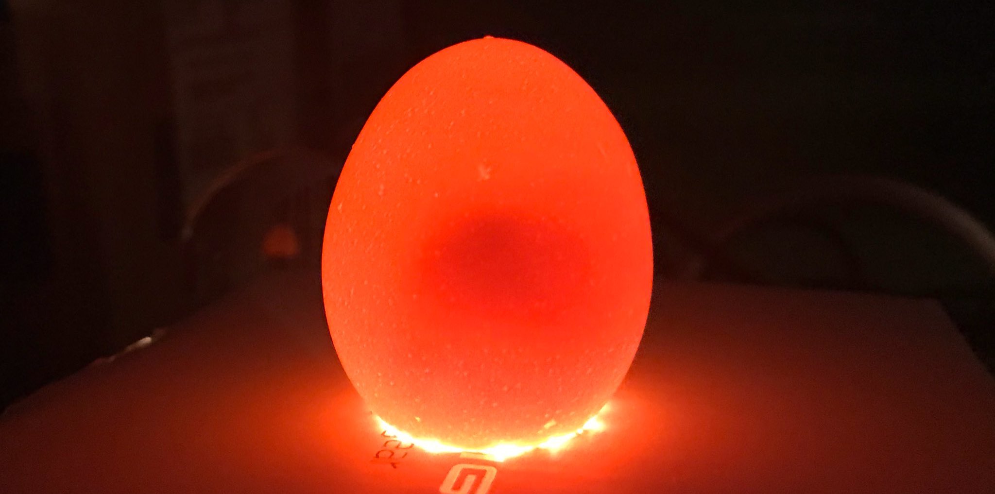 Candling an egg to view the embryo inside