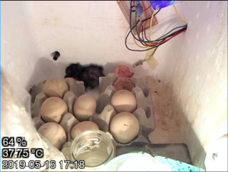 A chick hatching in the incubator