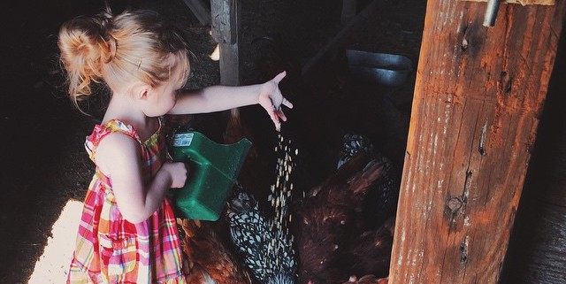 Lizzy feeding the chickens scratch grains